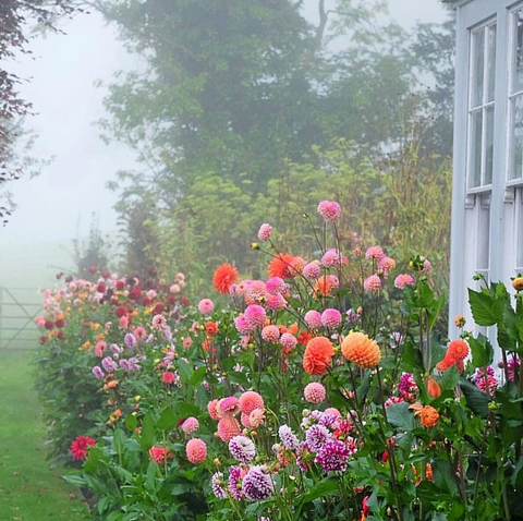 Essential Plants for a Cottage Garden