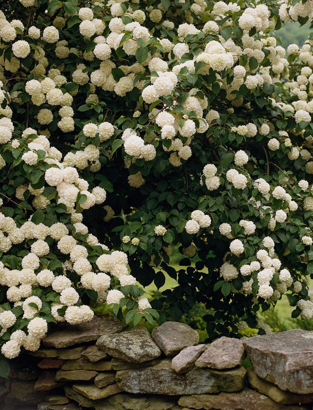 Expert Tips for Maintaining Healthy
  Garden Hedges