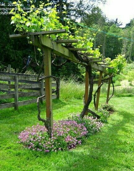 Growing and Maintaining a Grape Arbor in
  Your Backyard