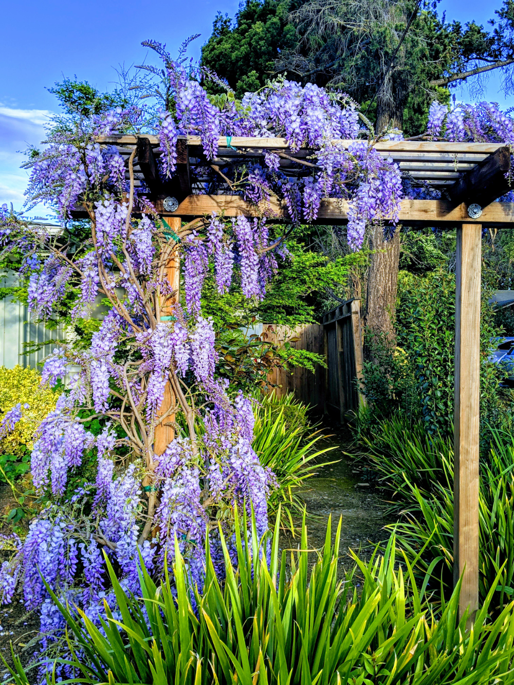 Enhance Your Outdoor Space with Beautiful
  Garden Arches