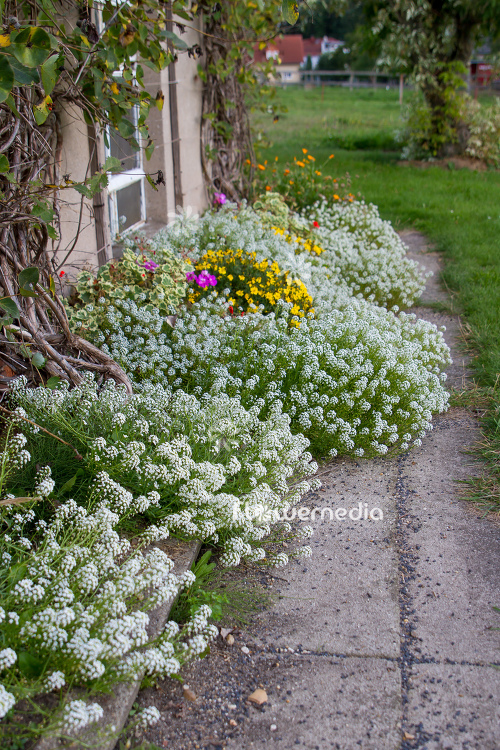 Creative Garden Border Edging Ideas for a
  Stunning Landscape