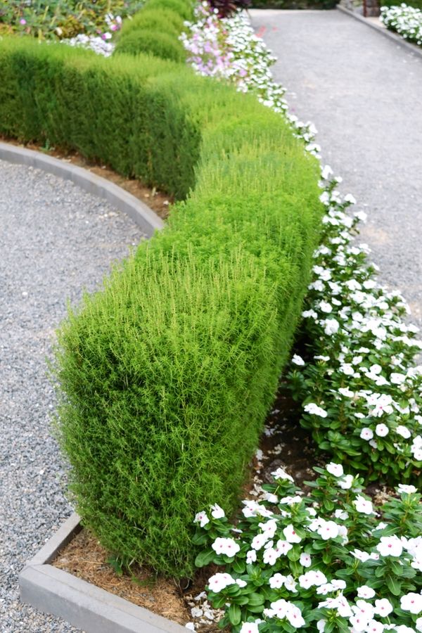 The Complete Guide to Choosing and
  Maintaining Garden Hedges