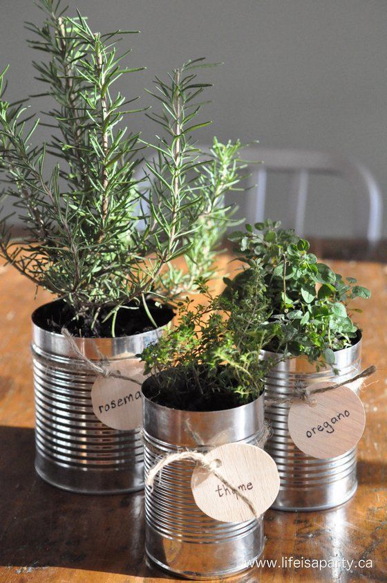 Creating an Indoor Herb Garden: A Guide
for Beginners