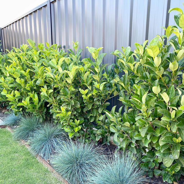 Transforming Your Outdoor Space: Expert
  Landscaping in Perth