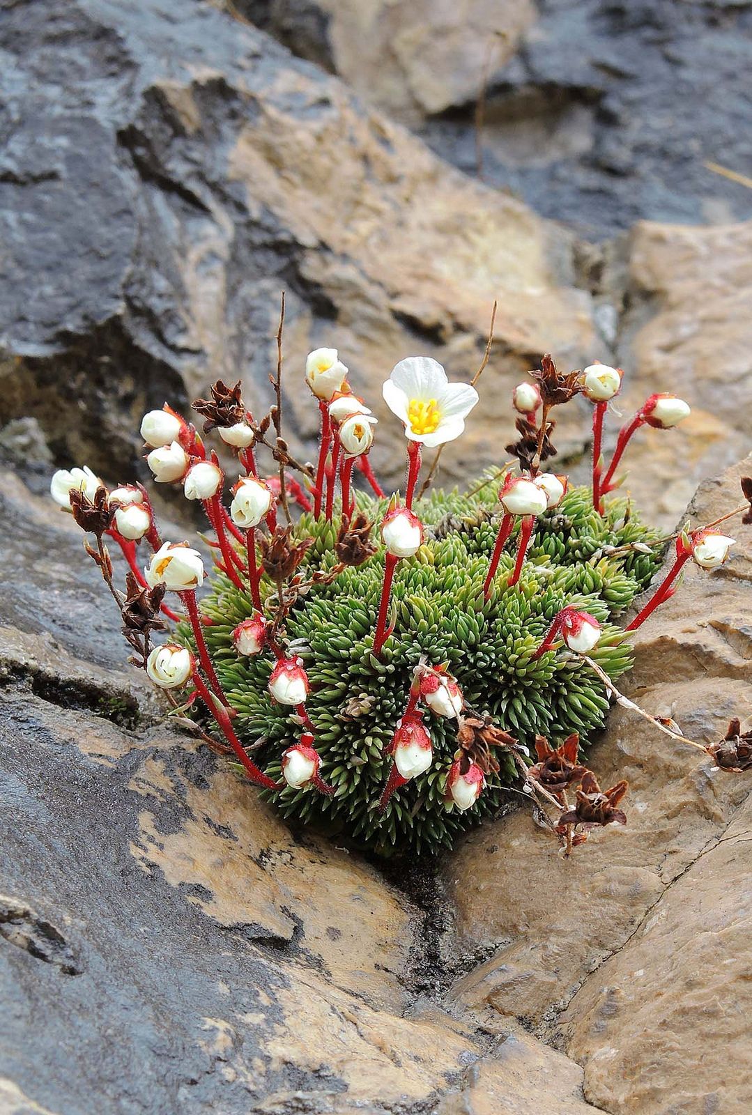 Creating Your Own Rock Garden Oasis