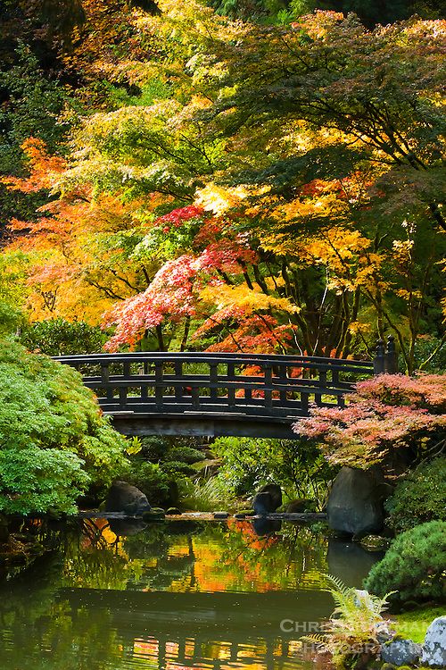 Embracing the Beauty of Japanese Garden
Design