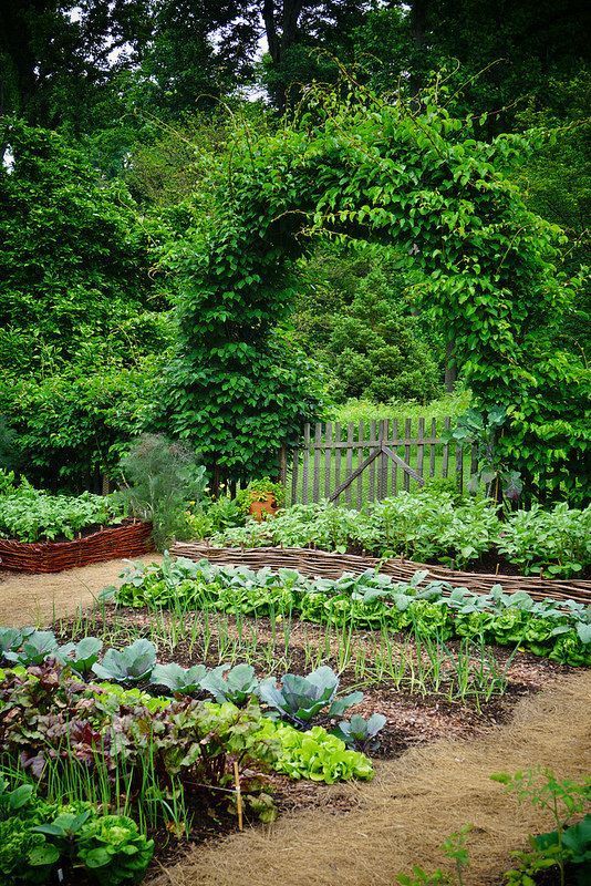 How to Start a Successful Kitchen Garden