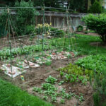 The Advantages of Growing Backyard Produce - FineGardeni