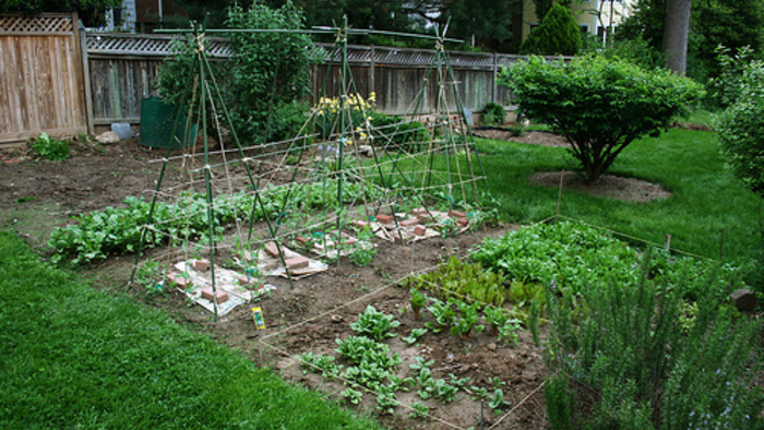 The Advantages of Growing Backyard Produce - FineGardeni