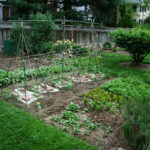 The Advantages of Growing Backyard Produce - FineGardeni