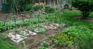 The Advantages of Growing Backyard Produce - FineGardeni