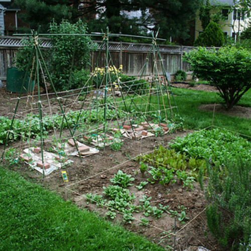 Essential Tips for Creating a Beautiful Backyard Garden