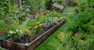 Are Backyard Gardens a Weapon Against Climate Change? - Modern Farm