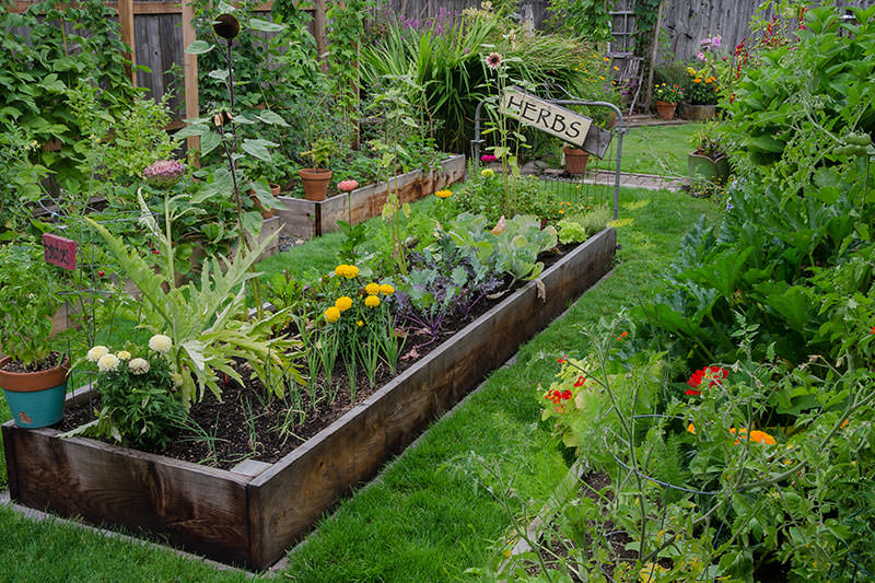 Are Backyard Gardens a Weapon Against Climate Change? - Modern Farm