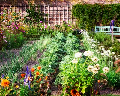 Starting an Organic Garden: 10 Keys for Beginners | Garden Desi