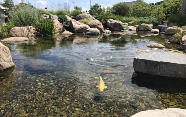 Common Backyard Pond Questions And Answers That'll Surprise You .