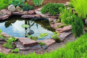 Ponds and Things: Caring for a Favourite Backyard Feature - Royal .