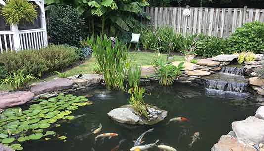 Backyard Ponds – We Service Ponds in Maryland, DC and Northern .