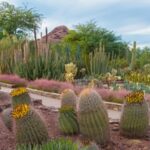 Desert Botanical Gard