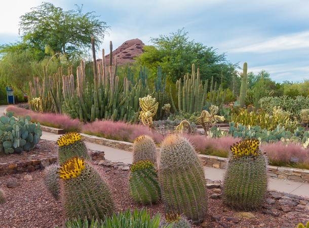 Desert Botanical Gard