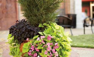 Container Gardening | Garden Desi