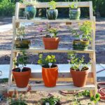 No Yard? No Problem! Tips for Container Gardening - Sustainable .