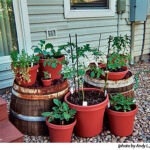 Container Gardening | High Mowing Organic Non-GMO See