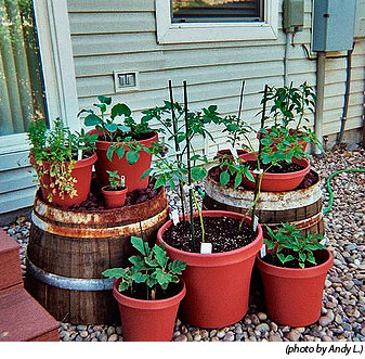 Container Gardening | High Mowing Organic Non-GMO See