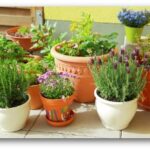 Indoor Container Gardening Tips and Ide