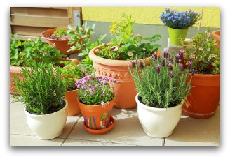 Indoor Container Gardening Tips and Ide