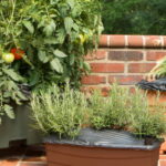 Planting Boxes | Container Gardening | EarthB