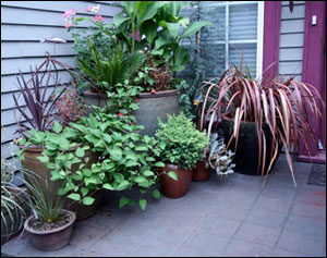 Container Gardening - Gardening Solutions - University of Florida .