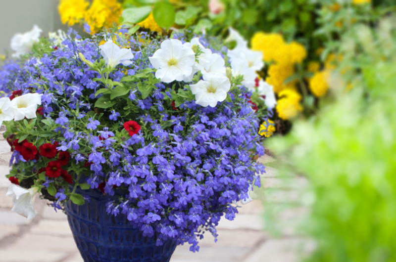 Container Garden Ideas - Studley's Flower Garde