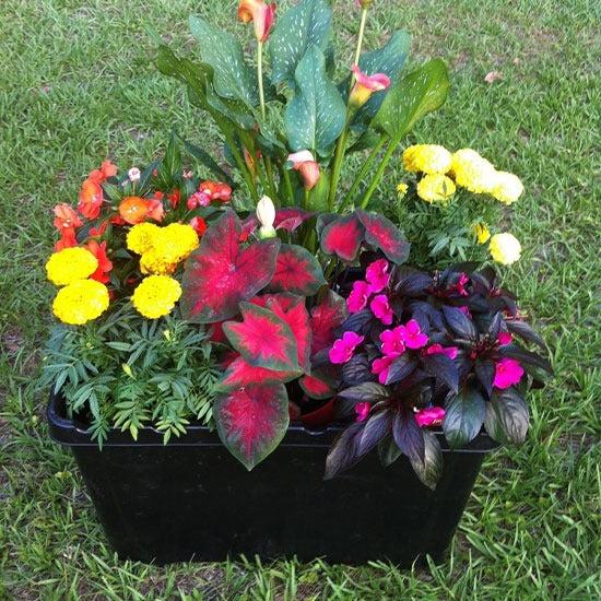 Plant Combination Ideas for Container Gardens – FarmDaddy