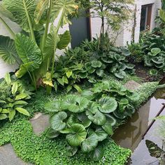 810 Contemporary Gardens ideas in 2024 | garden design, outdoor .