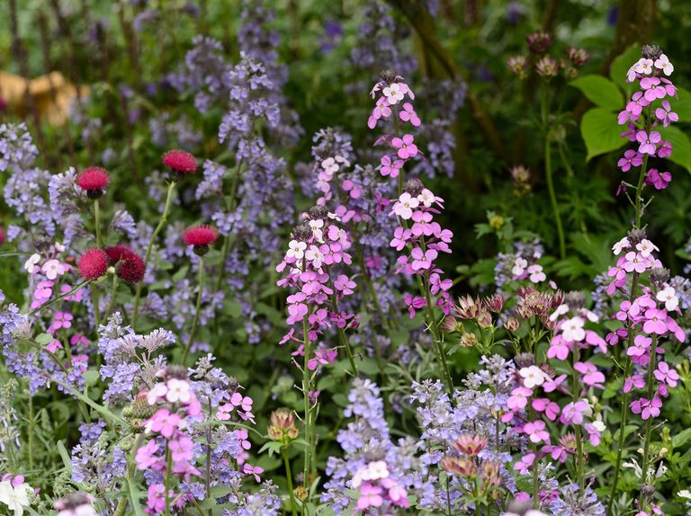 12 Key Plants for a Cottage Garden | BBC Gardeners World Magazi