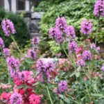 20+ Cottage Garden Plants & Flowers | Garden Desi