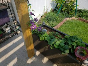 Winterizing clematis in a deck planter box – Toronto Master Gardene