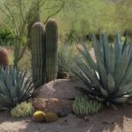 10 tips for desert landscaping, DC Ranch, Scottsdale, gardening .