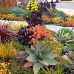 Drought Tolerant Landscapes | Drought tolerant garden, Succulent .