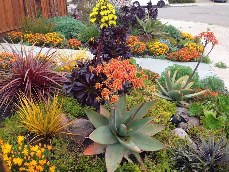 Drought Tolerant Landscapes | Drought tolerant garden, Succulent .