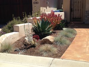 5 Low Water Plants to Incorporate in Your San Luis Obispo .