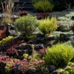 Best Drought Tolerant Plants for California Landscap