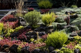 Best Drought Tolerant Plants for California Landscap