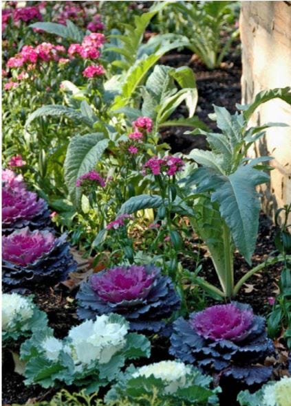 Edible landscaping: a growing id