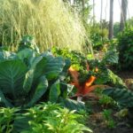 Edible Landscaping Tasty Additions • Just Fruits and Exoti