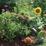 Foodscaping | How to Create an Edible Landscape | joe gardener