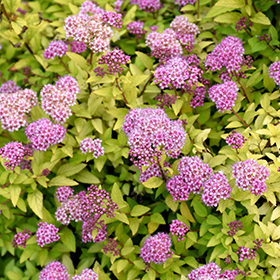 Sundrop Spirea (Spiraea 'Bailcarol') in Detroit Ann Arbor Dearborn .