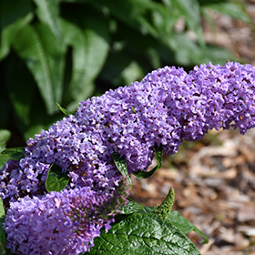 Pugster Lavender Butterfly Bush (Buddleia 'Pugster Lavender') in .