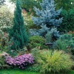 Use Evergreens to Make an Impact in Your Landscape | Evergreen .